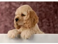 american-cocker-spaniel-puppies-for-sale-small-1