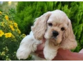 american-cocker-spaniel-puppies-for-sale-small-0