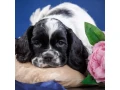 american-cocker-spaniel-puppies-for-sale-small-2