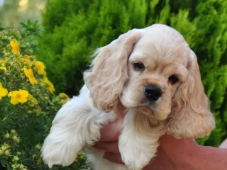 American Cocker Spaniel Puppies for Sale!