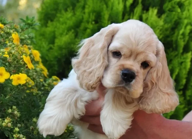 american-cocker-spaniel-puppies-for-sale-big-0