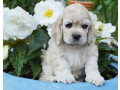 buy-cocker-spaniel-puppies-small-2