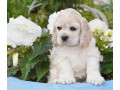 buy-cocker-spaniel-puppies-small-1