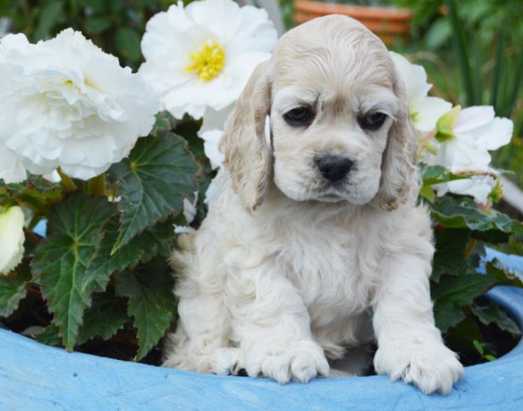 buy-cocker-spaniel-puppies-big-2