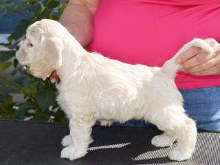 buy-cocker-spaniel-puppies-big-0