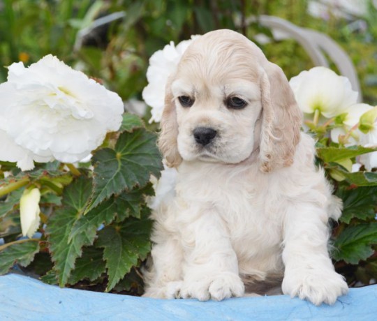 buy-cocker-spaniel-puppies-big-1