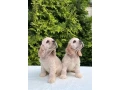 charming-english-cocker-spaniel-puppies-for-sale-small-0