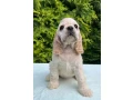 charming-english-cocker-spaniel-puppies-for-sale-small-1