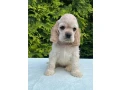 charming-english-cocker-spaniel-puppies-for-sale-small-2