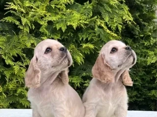 Charming English Cocker Spaniel Puppies for Sale!