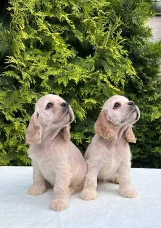 charming-english-cocker-spaniel-puppies-for-sale-big-0