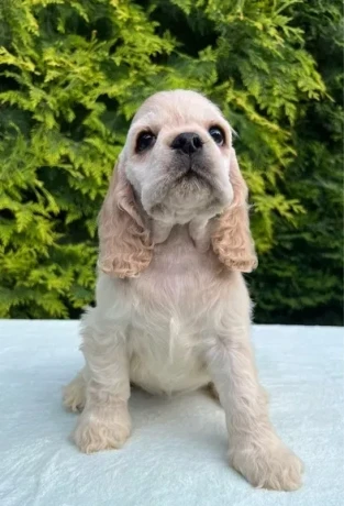 charming-english-cocker-spaniel-puppies-for-sale-big-1