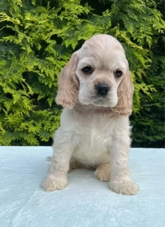 charming-english-cocker-spaniel-puppies-for-sale-big-2