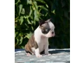 adorable-boston-terrier-puppies-for-sale-small-3