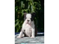 adorable-boston-terrier-puppies-for-sale-small-1