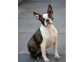 adorable-boston-terrier-puppies-for-sale-small-4