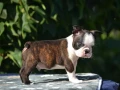 adorable-boston-terrier-puppies-for-sale-small-5