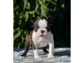 adorable-boston-terrier-puppies-for-sale-small-2