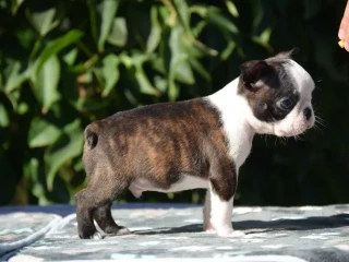 Adorable Boston Terrier Puppies for Sale!