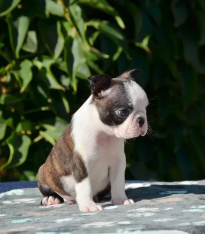 adorable-boston-terrier-puppies-for-sale-big-3