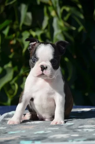 adorable-boston-terrier-puppies-for-sale-big-1