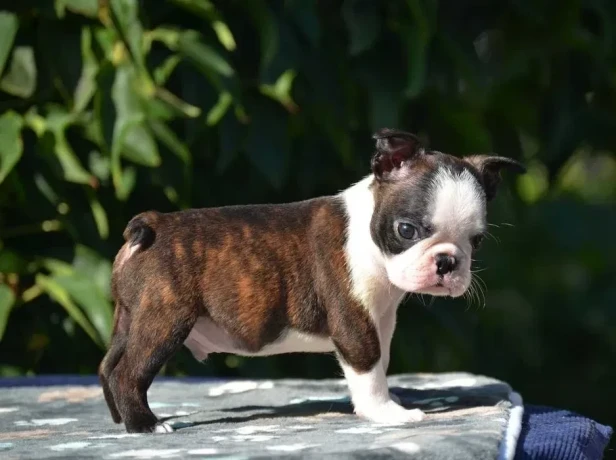 adorable-boston-terrier-puppies-for-sale-big-5