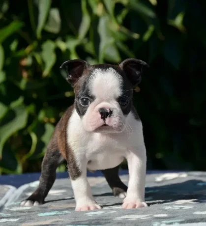 adorable-boston-terrier-puppies-for-sale-big-2