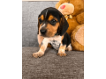 akc-beagle-puppy-small-3