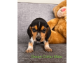 akc-beagle-puppy-small-1