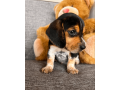 akc-beagle-puppy-small-2