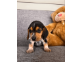 akc-beagle-puppy-small-0