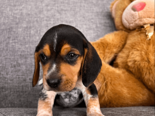 AKC Beagle puppy