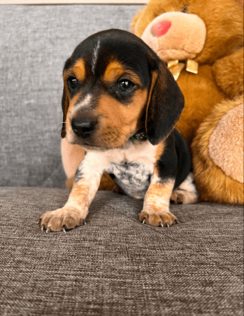 akc-beagle-puppy-big-3