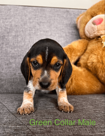 akc-beagle-puppy-big-1