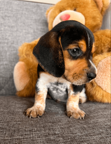 akc-beagle-puppy-big-2