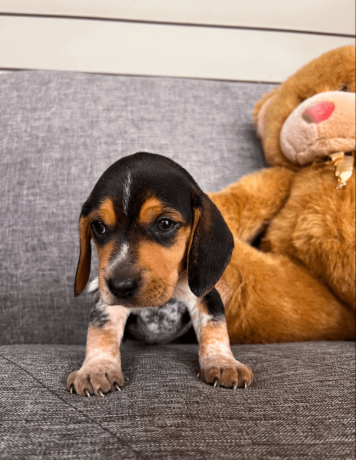 akc-beagle-puppy-big-0