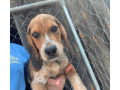 beagle-puppy-for-sale-small-1