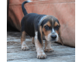 beagle-puppy-for-sale-small-0