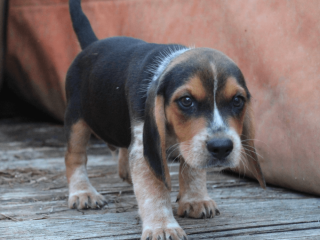 Beagle puppy for sale