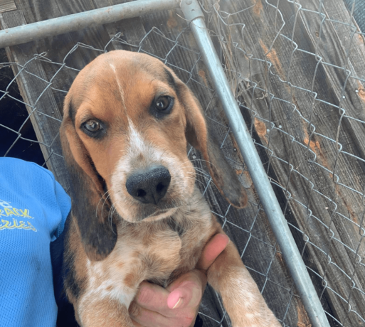 beagle-puppy-for-sale-big-1