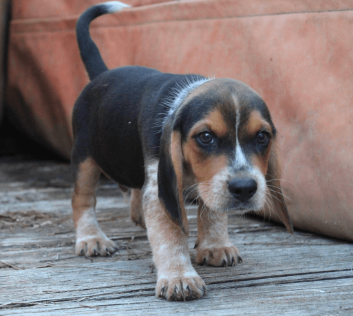 beagle-puppy-for-sale-big-0