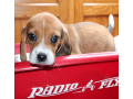 male-beagle-puppy-small-1