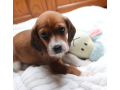 male-beagle-puppy-small-0