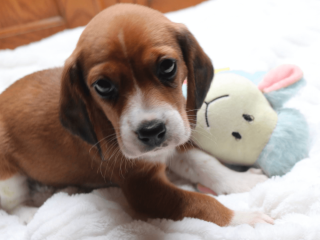 Male Beagle puppy