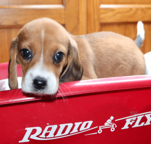 male-beagle-puppy-big-1