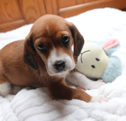 male-beagle-puppy-big-0