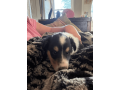 7-week-old-male-collie-puppy-for-sale-small-3