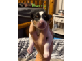 7-week-old-male-collie-puppy-for-sale-small-2