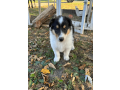 7-week-old-male-collie-puppy-for-sale-small-0