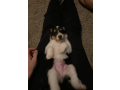 7-week-old-male-collie-puppy-for-sale-small-1